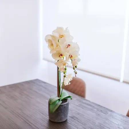 The Millennial Lifestyle By Amazing Madeira Apartman Funchal